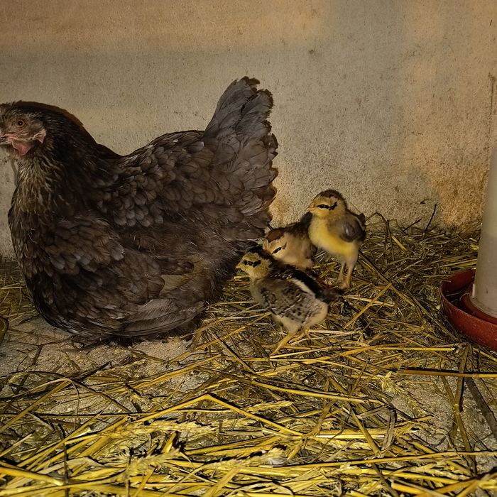 Kurczaki Zielononóżka