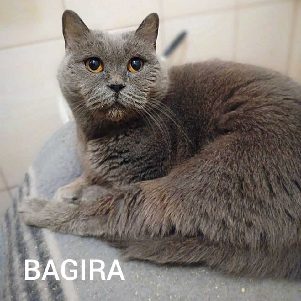 Kotka w typie rasy brytyjski szuka domu
