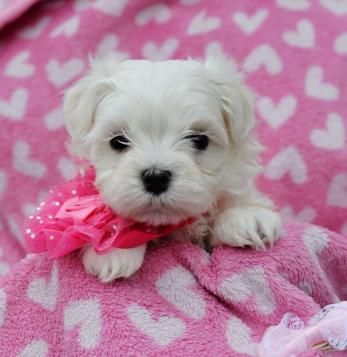 Śliczna sunia maltanczyk