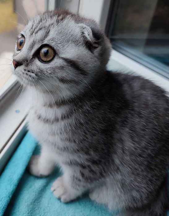 Шотландські кошенята скоттіш фолд, срібний таббі.
