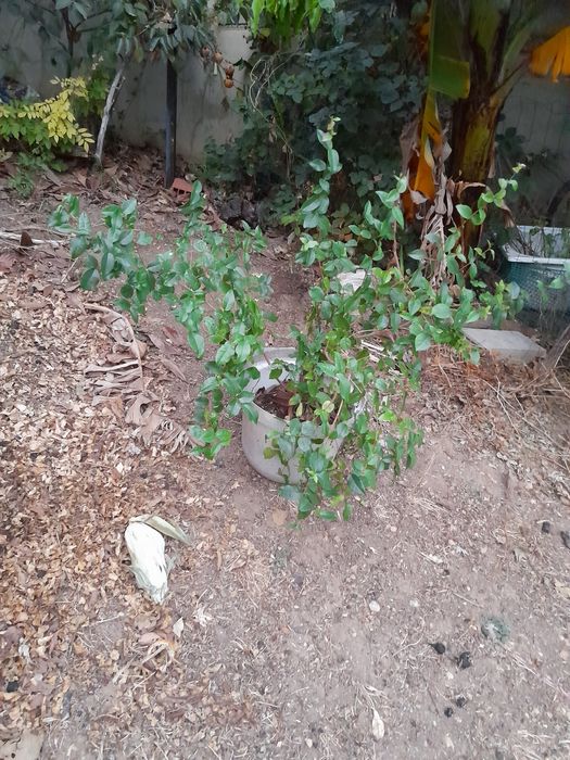 Arbusto de fruta pitanga