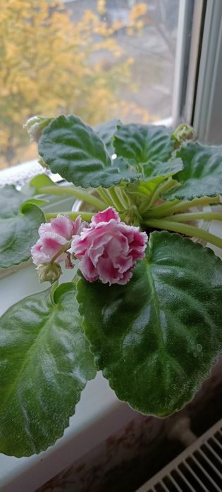 Квітучі Фіалочки, гіпераструм