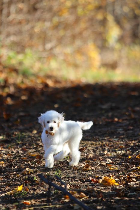 Maltipoo Biały Samiec chłopak Toy pudel