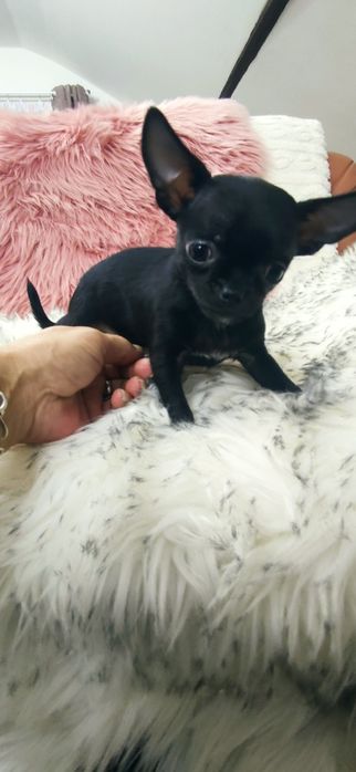 *** Gotowa Do Odbioru *** Piękna Czarna Dziewczyna Chihuahua ***