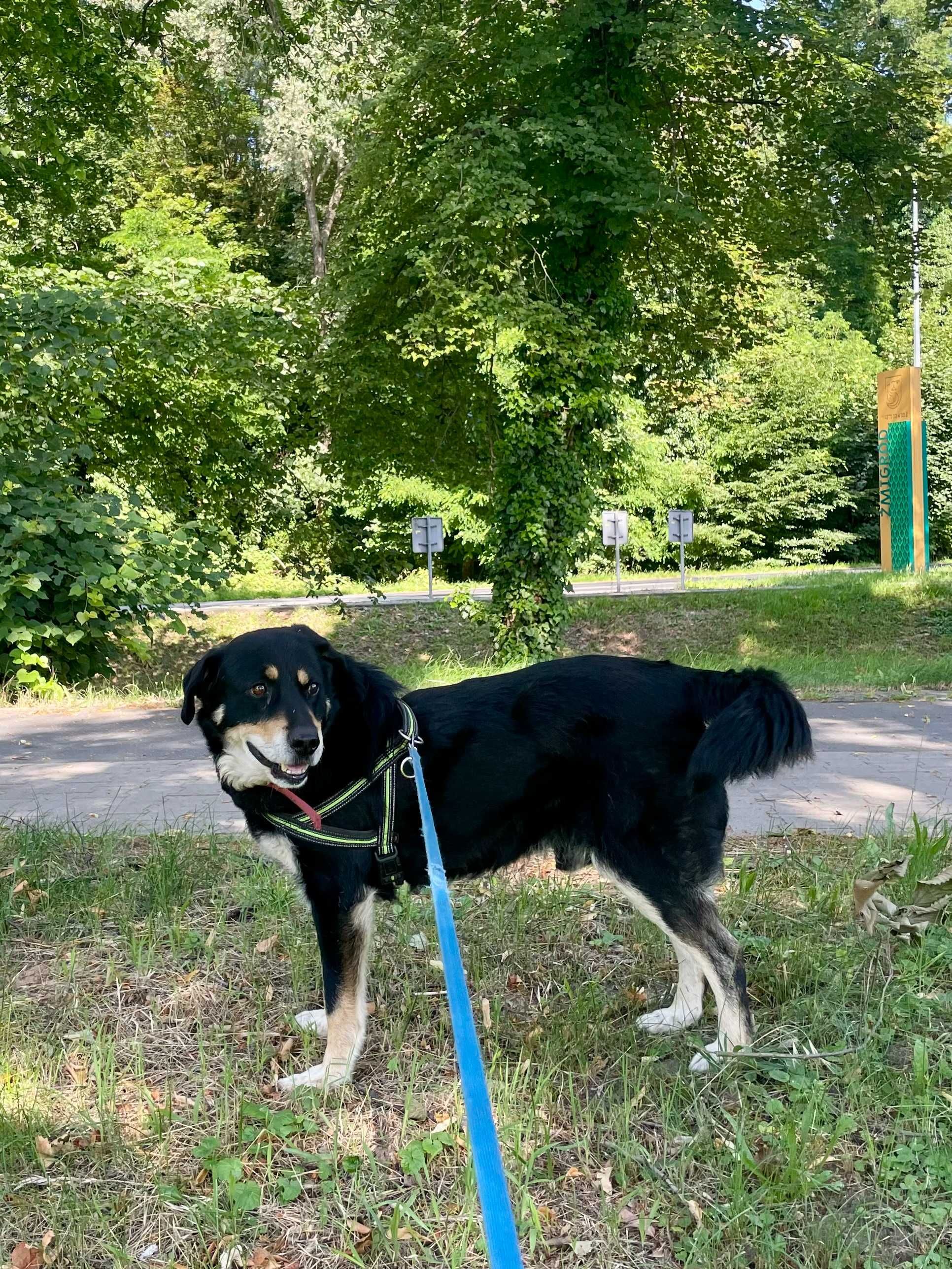 Pies w typie pasterski berneński poleca się do adopcji