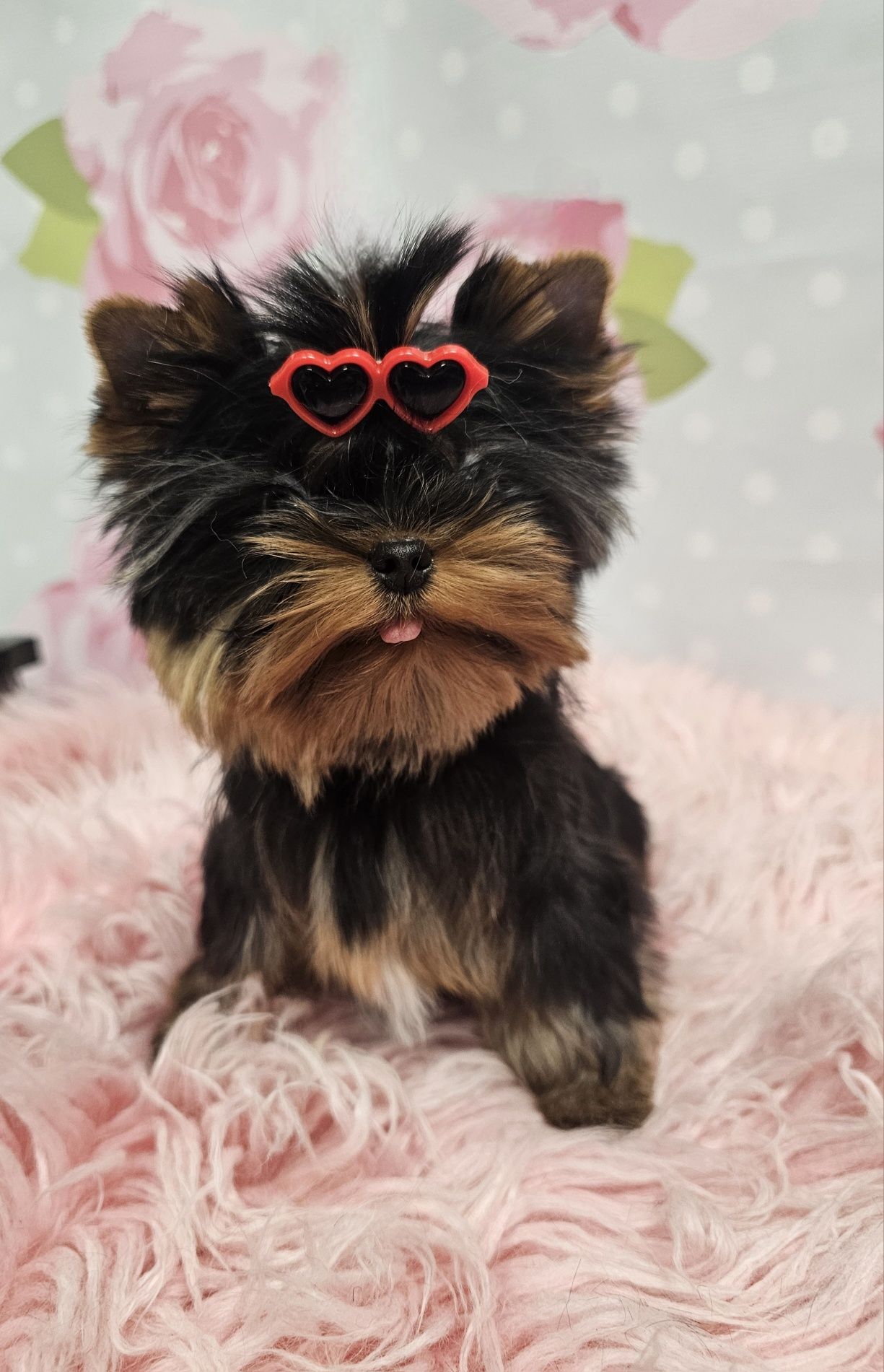 York yorki piesek mini xxs  zkwp fci