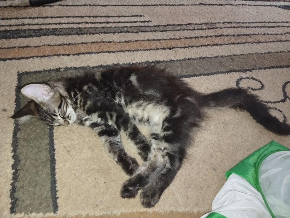 Maine Coon piękny kocurek