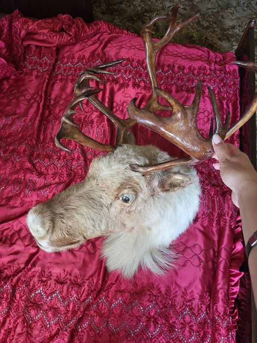 Голова оленя. Рога. Чучело