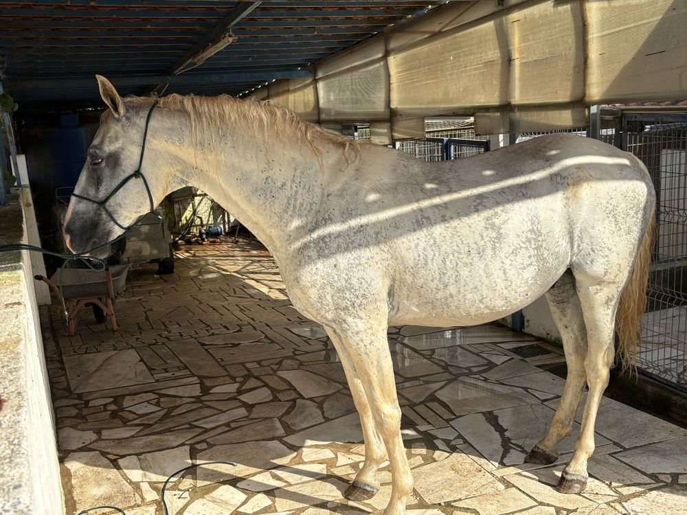 Cavalo alto manso