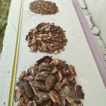 Кора соснова Київ Різні фракції Кора мульча