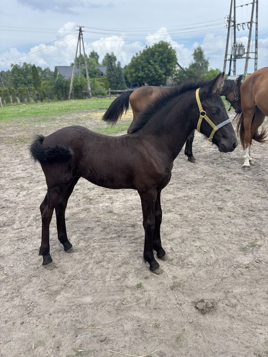 Klacz fryzyjska 100% spokój