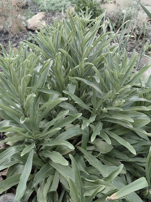 Очиток м'ясистий, біла лілія, м'ята смак жуйки Wriggle's