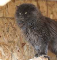 Пушистик Фог, очень красивый пепельный кот, 2 года, котенок, кошка