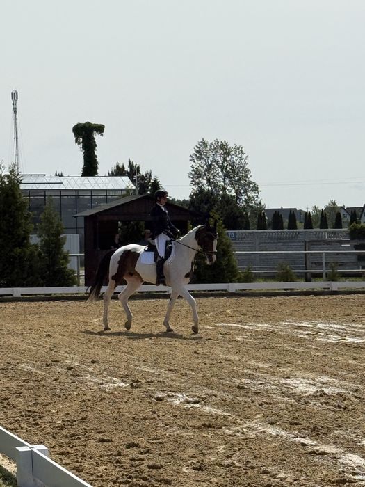 Wałach mały sport, ujeżdżenie, wałach 8 lat