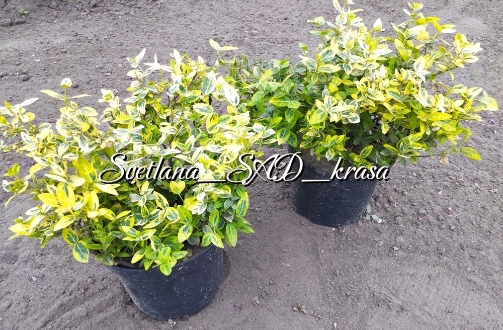 Бересклет форчуна, Бруслина бересклет форчуна жовтий Емеральд голд