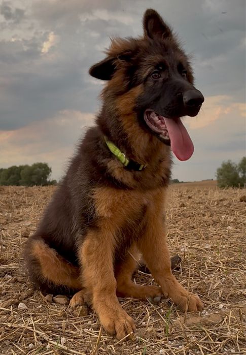 Owczarki Niemieckie Owczarek Niemiecki KLASA