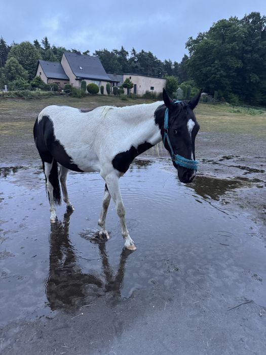 klacz srokata , ojciec APH, matka Sp