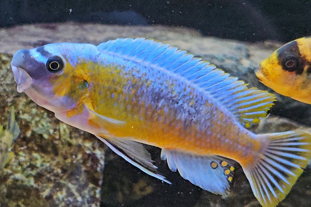 Labeotropheus trewavase katale
