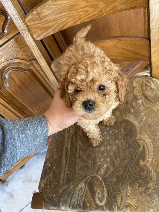 Мальтипу мини — идеальный домашний любимец!