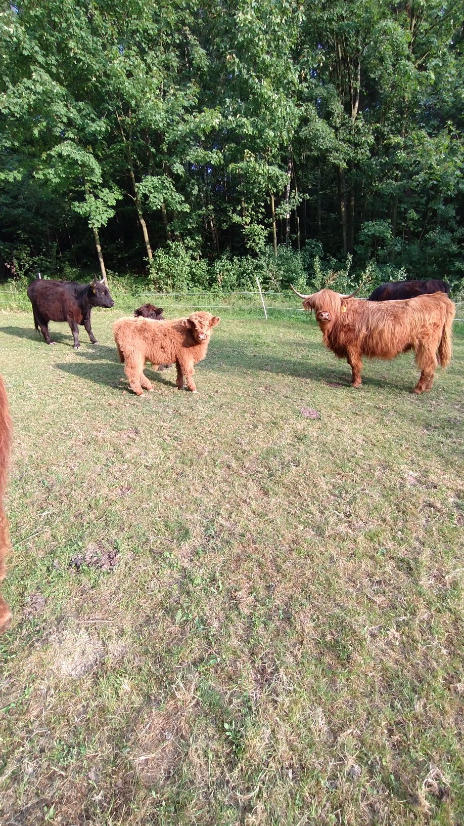 Sprzedam stado rasy highland.