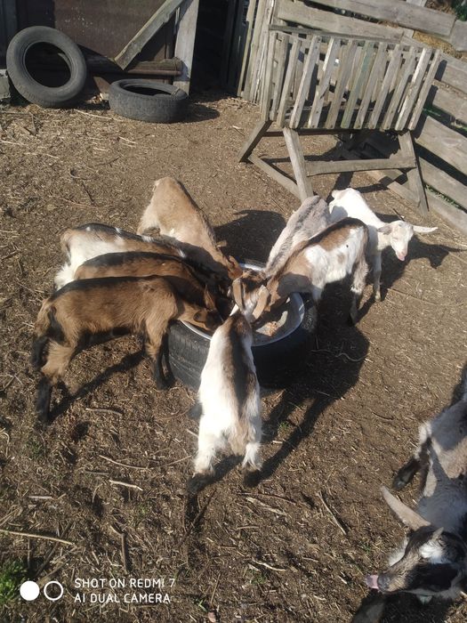 Кози Продам козенят помісь Ламанчі з Альпо-нубійцем.ем