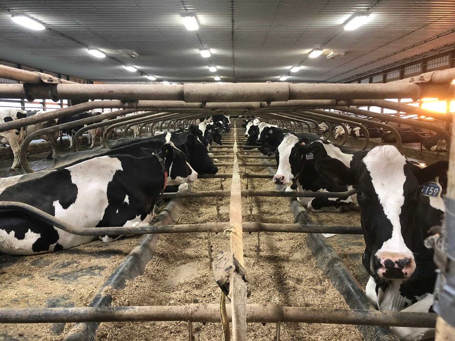 Maty materace dla krów legowiskowe legowiska centrumrolnictwa.pl