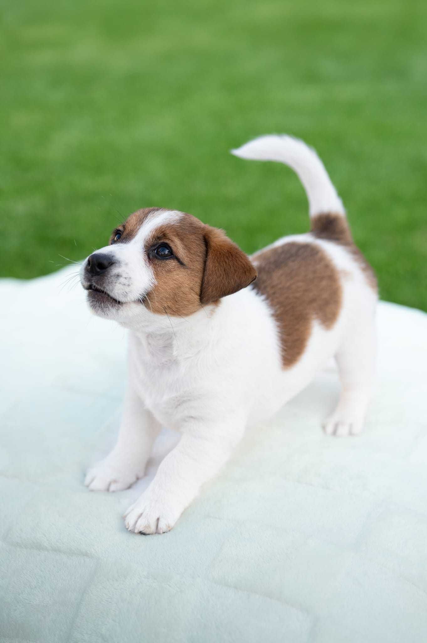 Jack Russell Terrier FCI - szczeniak