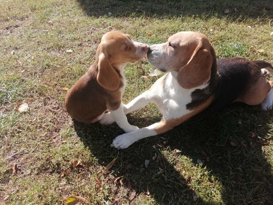 Beagle tricolor szczeniak