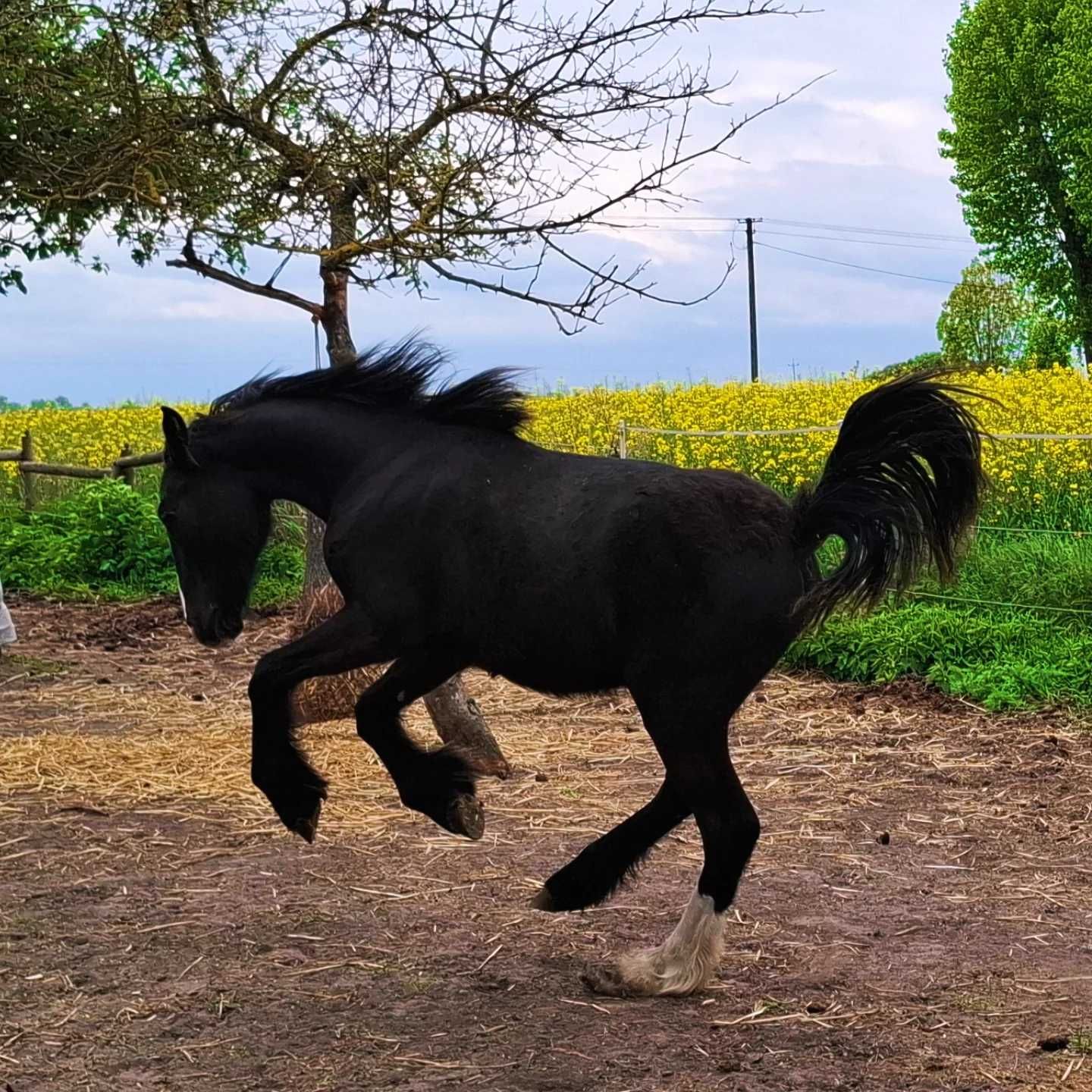 Konie hafljnger gypsy irish cob redukcja stada
