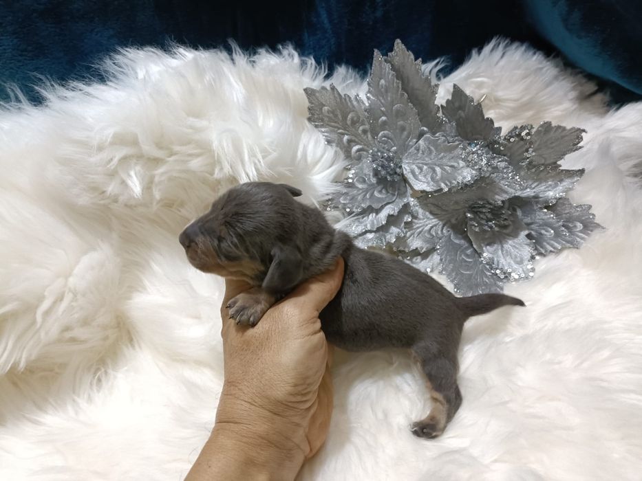 Teckel machinho mini Isabella tan