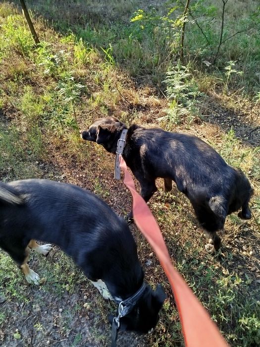 Кінолог Дресерування Київ та область