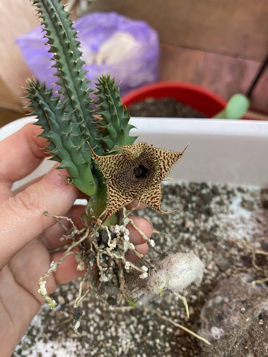 Гуэрния, ластовневые. Гуернія Ольга. Орбея, стапелія