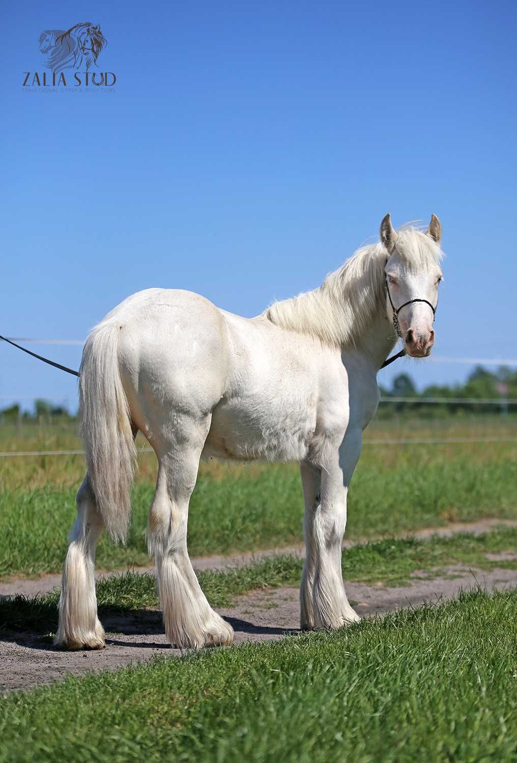 Egzotyczny Gypsy cob- tinker