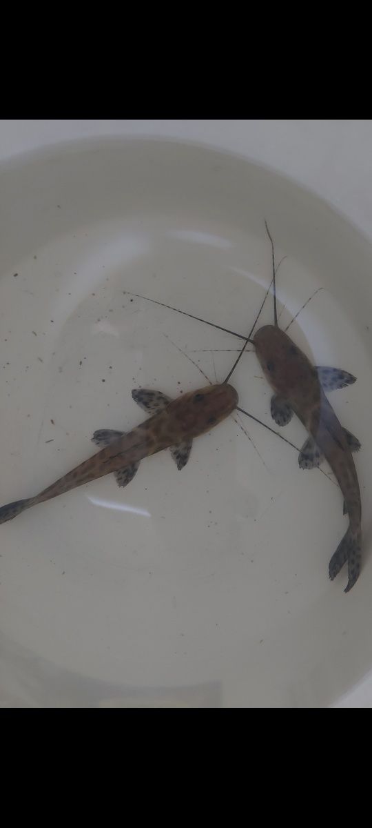 Sum Perrunynthis Perruno