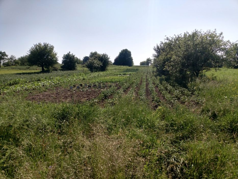 Земельна ділянка