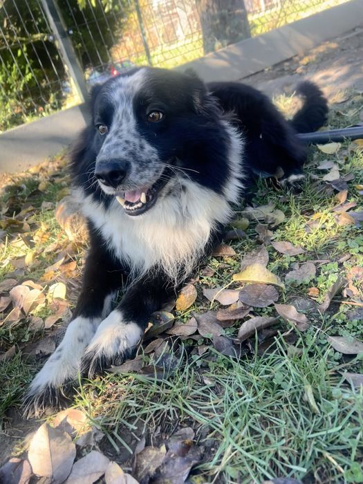 Oddam za darmo psa border collie- 6 lat