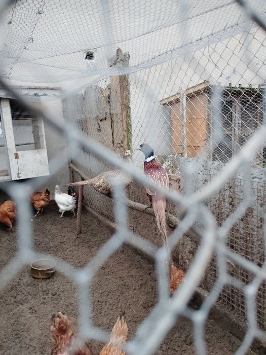 Bażanty łowne polne