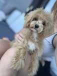 Maltipoo - chlopczyk - maltańczyk - pudel - maltipo