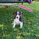 Chmurka szuka domku