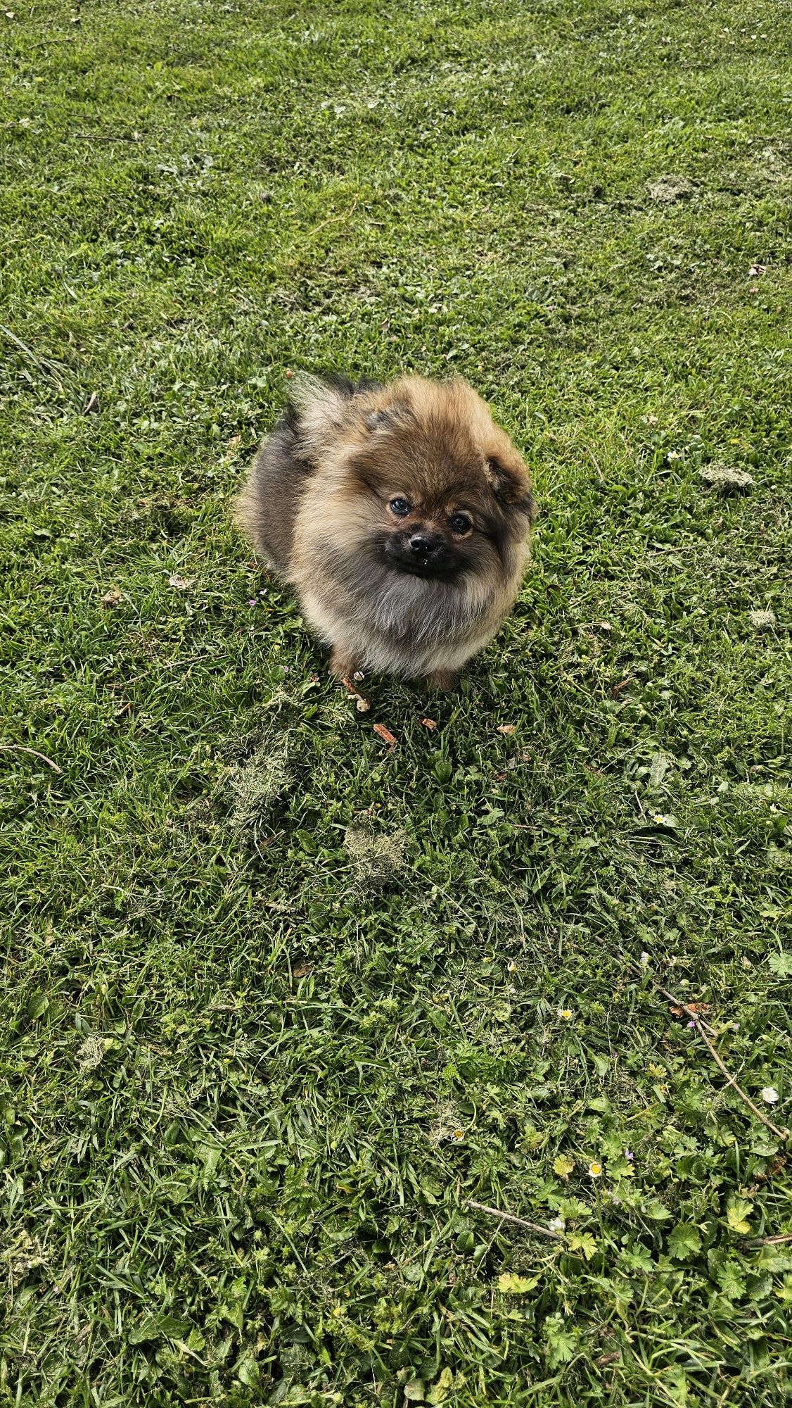 Lulu pomerânia Macho