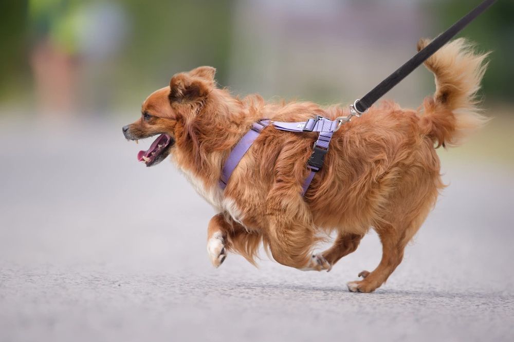 Maly rozbrykany Boguś czeka na dom