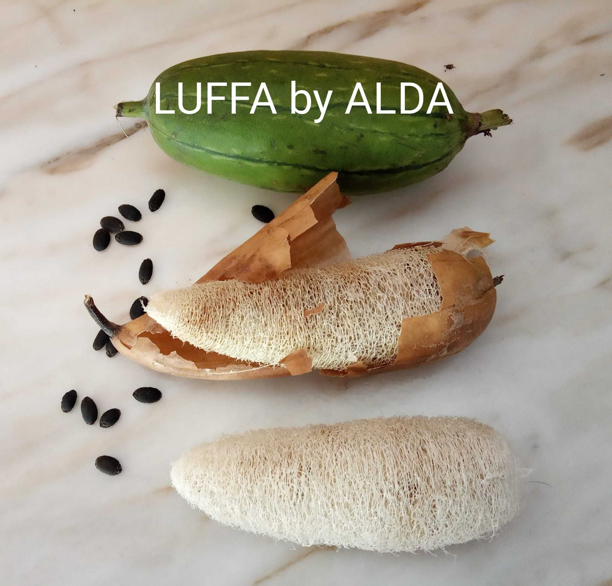Esponja vegetal - Luffa - Vários tamanhos