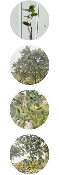 Planta de Azinheira com raiz, Arvore, Bolotas, Sementes de Azinheira