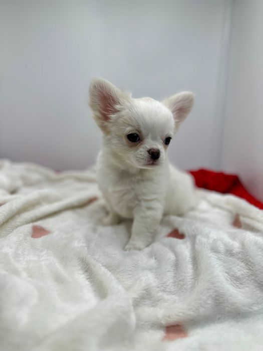 Piesek chihuahua długowłosy FCI