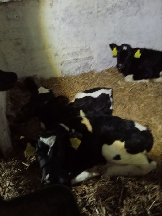 Sprzedam siedem byczków - biała strefa