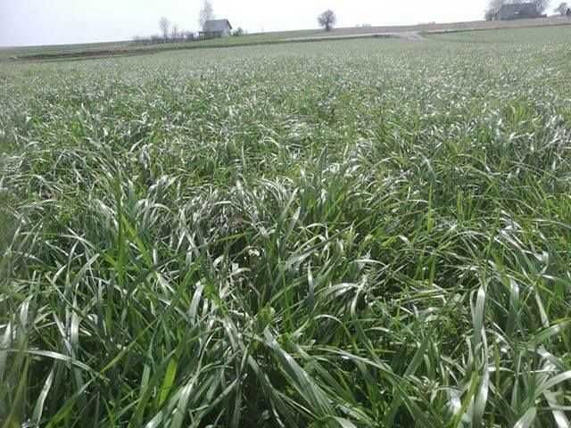 Trawa trawy PL-5 Łąkowo Pastwiskowa mieszanka traw OSEVA 10kg