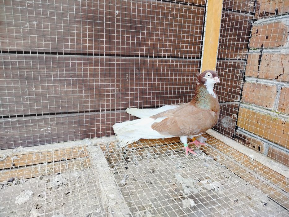 Samiczka gołębie zamojskie