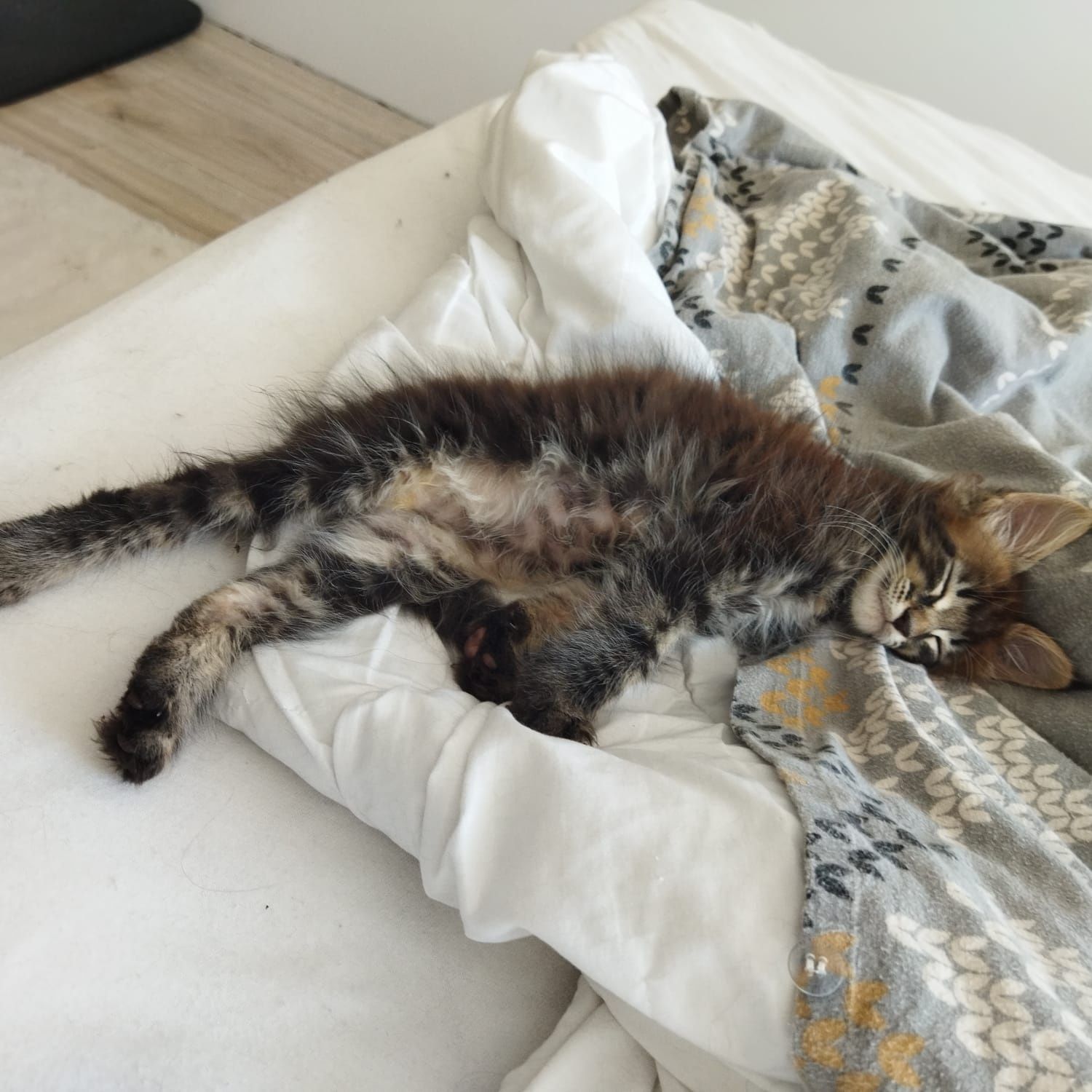 Kocurek rasy Maine Coon z Munecabrava.Pl  FPL