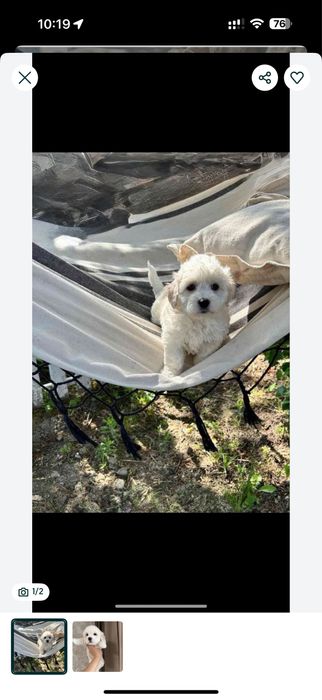 Мальтезе W h i te ‼️ мальтипу.: Мальтіпу