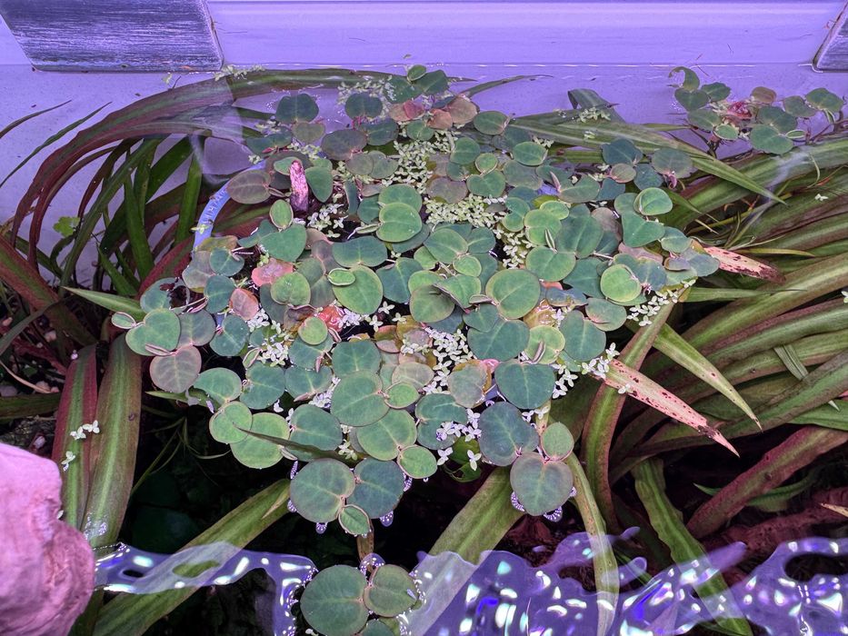 Plantas Flutuantes Red Root Floater – Porção Fresca a 5,00€